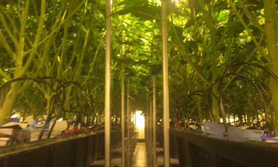Irrigation systems: Why commercial cannabis growers should go with the
flow