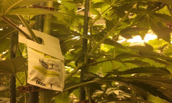 Learn how biocontrols work to beat the bad bugs that wreck cannabis
crops