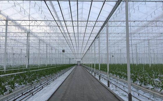 Cannabis cultivation a go for giant Canadian tomato greenhouse