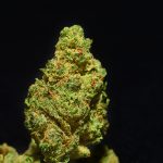 Gorilla Glue #4 marijuana