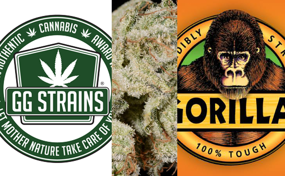 Gorilla Glue marijuana lawsuit vs. GG Strains