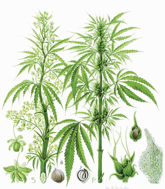 cannabis botanical illustrations