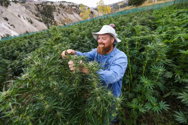 How Vail Valley ranchers created a zero-carbon footprint marijuana farm