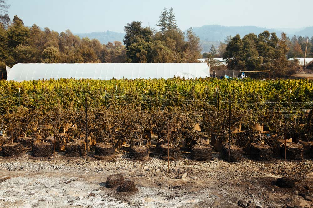 california fires marijuana farms recovery
