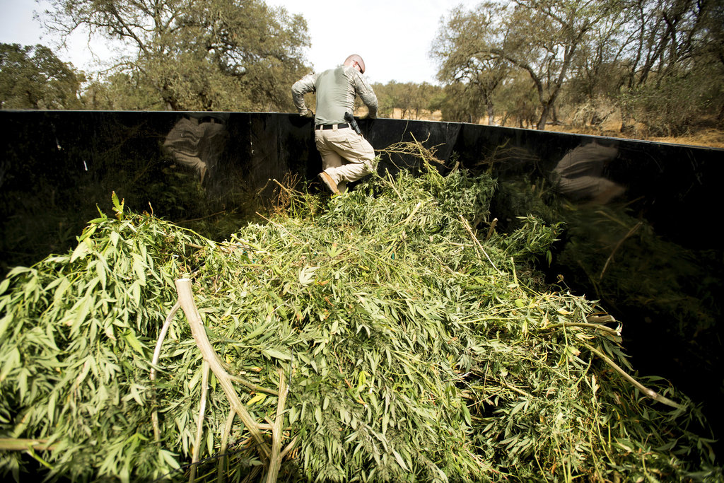 California marijuana farming