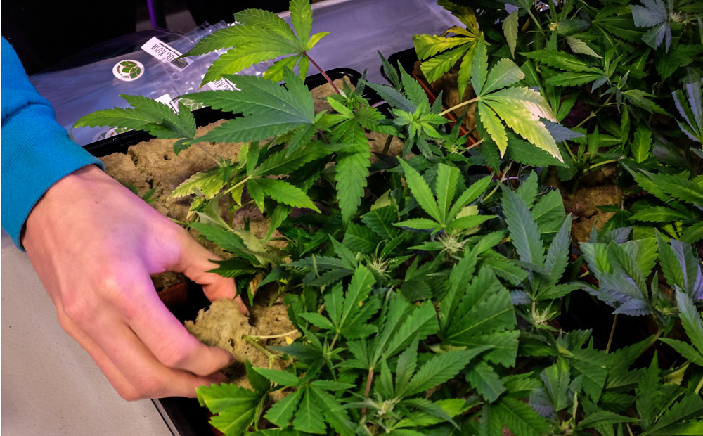home growing marijuana