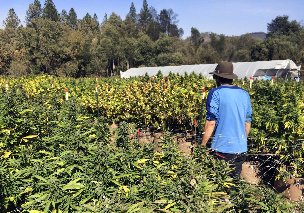 California marijuana cultivation Legion of Bloom